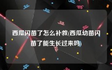 西瓜闪苗了怎么补救(西瓜幼苗闪苗了能生长过来吗)