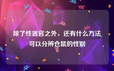 除了性器官之外，还有什么方法可以分辨仓鼠的性别