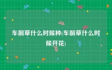 车前草什么时候种(车前草什么时候开花)