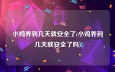 小鸡养到几天就安全了(小鸡养到几天就安全了吗)
