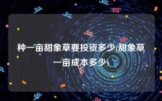 种一亩甜象草要投资多少(甜象草一亩成本多少)