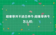 甜象草并不适合养牛(甜象草养牛怎么样)