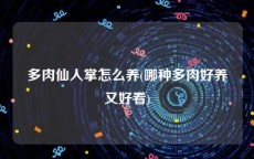 多肉仙人掌怎么养(哪种多肉好养又好看)