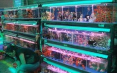 宠物批发市场(宠物用品批发市场在哪里)