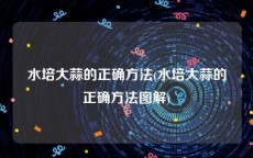 水培大蒜的正确方法(水培大蒜的正确方法图解)