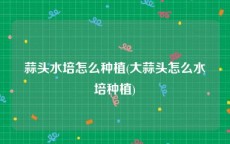 蒜头水培怎么种植(大蒜头怎么水培种植)