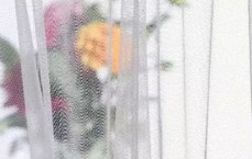 广州不育伊丽纱白棒
