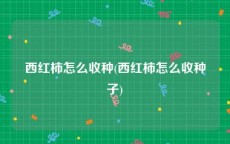 西红柿怎么收种(西红柿怎么收种子)
