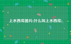 上水西瓜图片(什么叫上水西瓜)