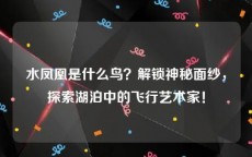 水凤凰是什么鸟？解锁神秘面纱，探索湖泊中的飞行艺术家！