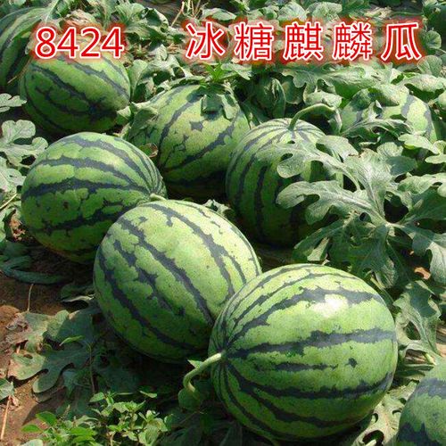 西瓜王子