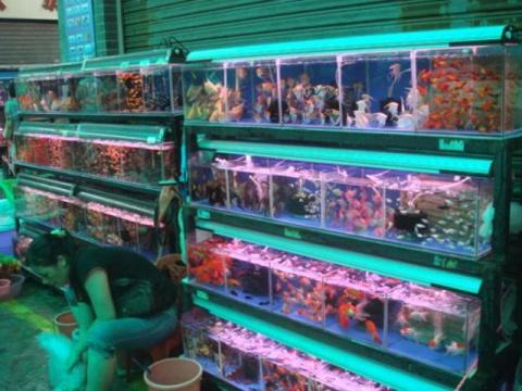 宠物批发市场