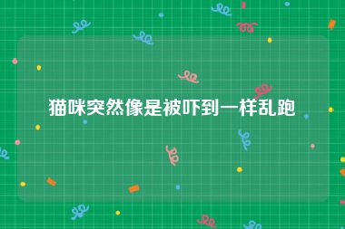 猫咪突然像是被吓到一样乱跑