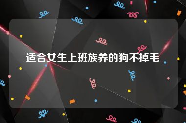 适合女生上班族养的狗不掉毛