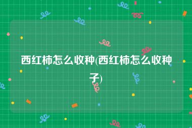 西红柿怎么收种(西红柿怎么收种子)
