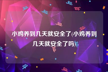 小鸡养到几天就安全了(小鸡养到几天就安全了吗)