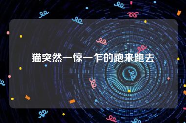 猫突然一惊一乍的跑来跑去