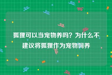 狐狸可以当宠物养吗？为什么不建议将狐狸作为宠物饲养